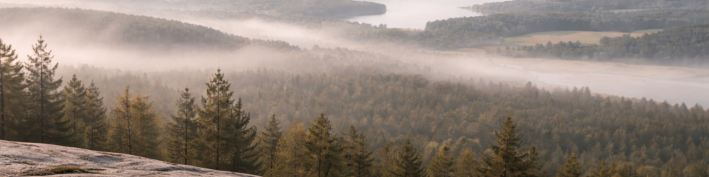 A natural landscape across forest and water